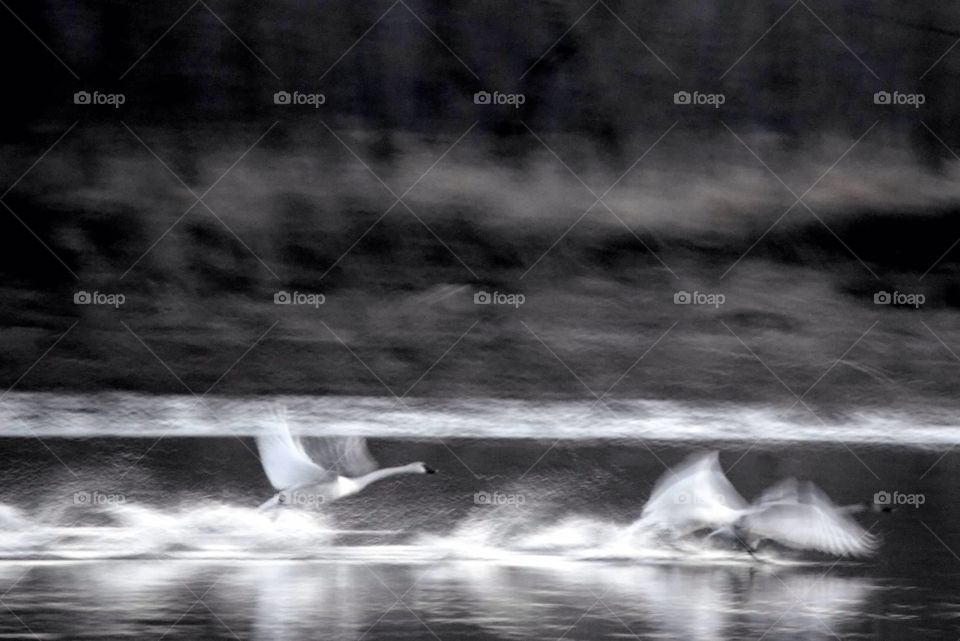 Swan Lake. Swans in motion taking off from the water