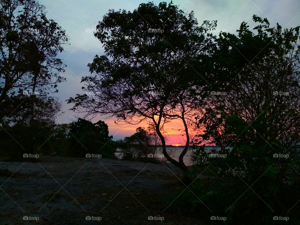 Sunset over tree branches