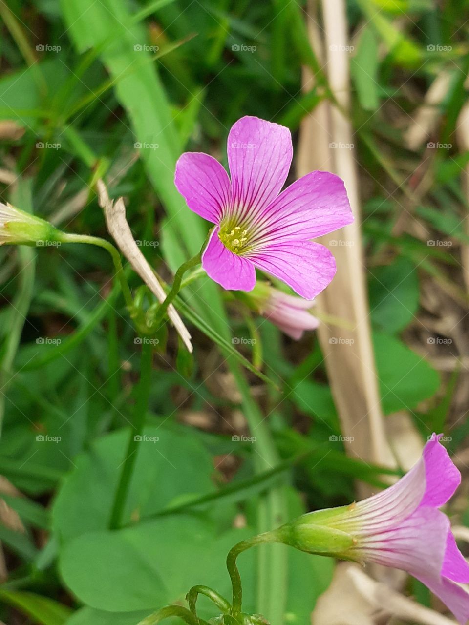 pequena,mas não menos importante