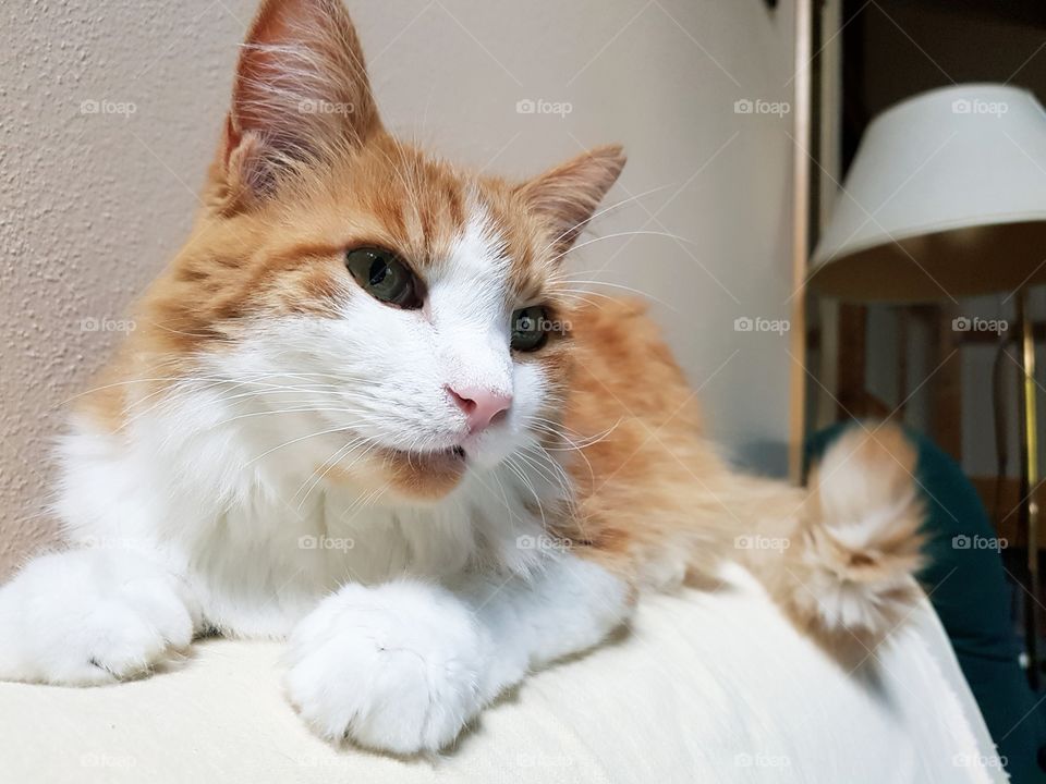 Red and white cat.