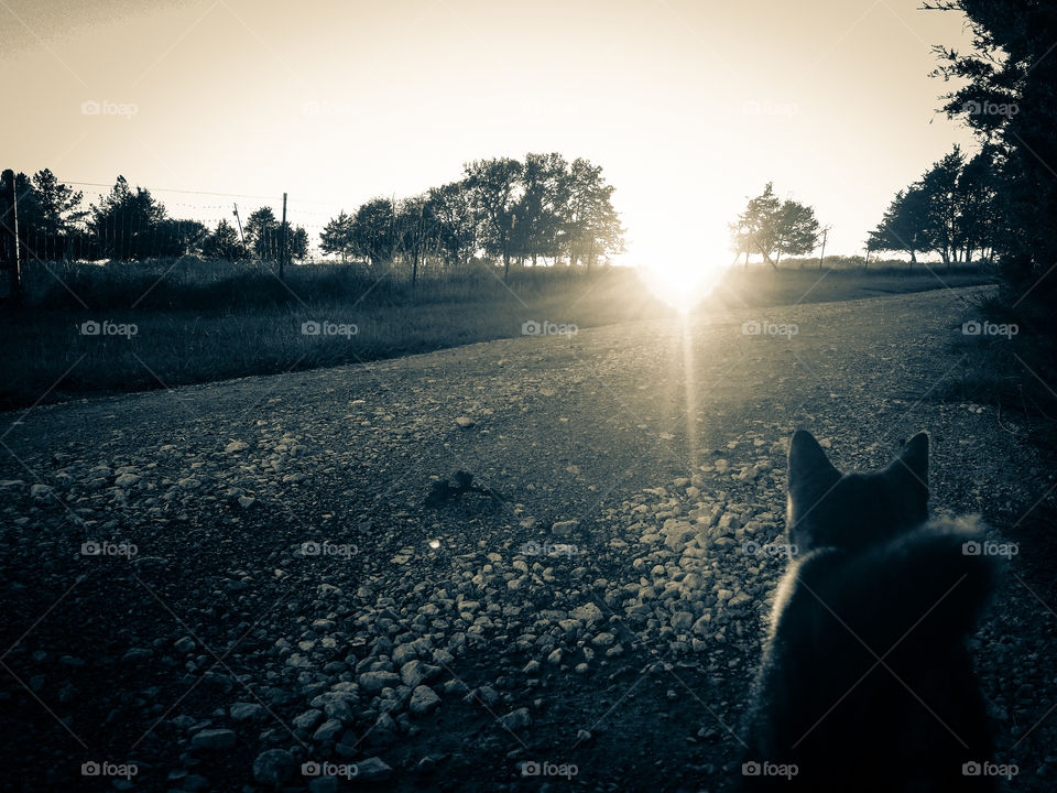 Cat at Sunset