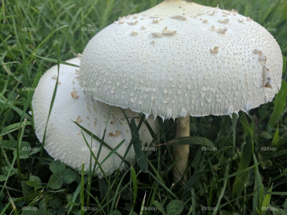 fall mushrooms