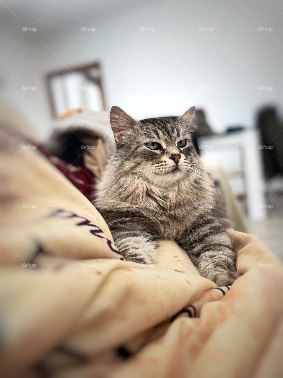 Adorable Silver cat of siberian breed in relax indoor on a hot blanket of the sofa 