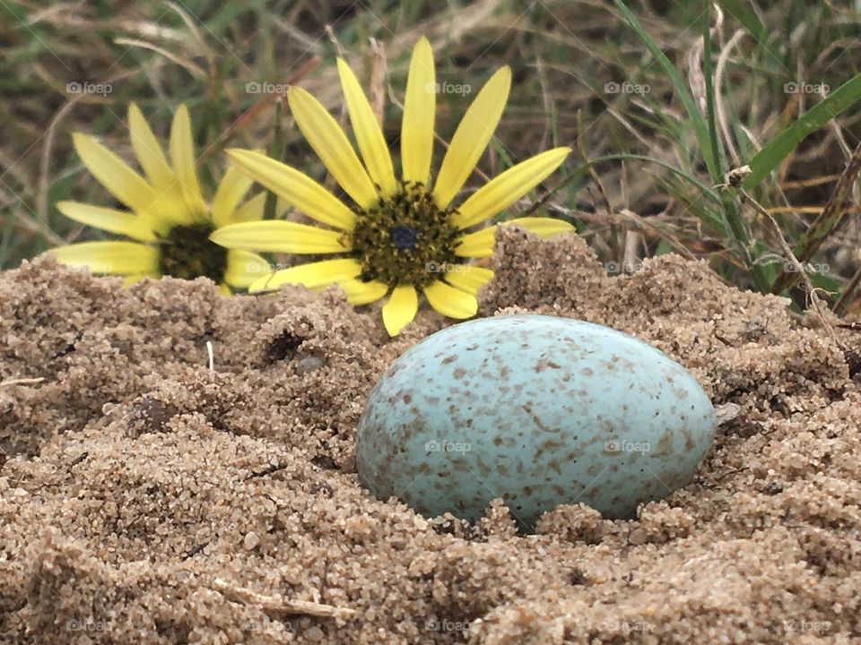 Lost egg in sand
