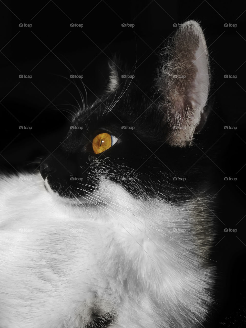 Cute cat with yellow eyes 