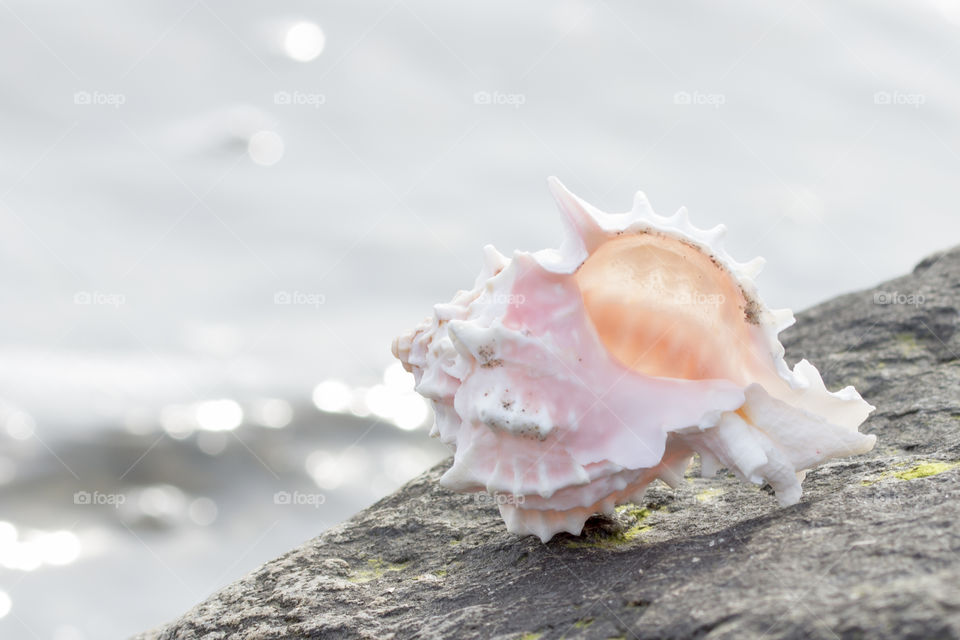 Close-up of a conch on rock
