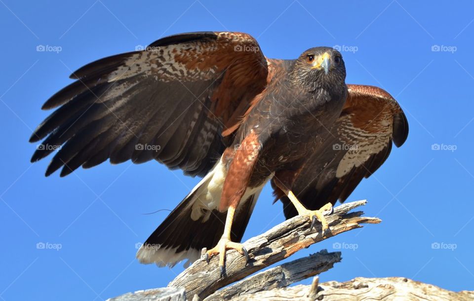 Red Tailed Hawk
