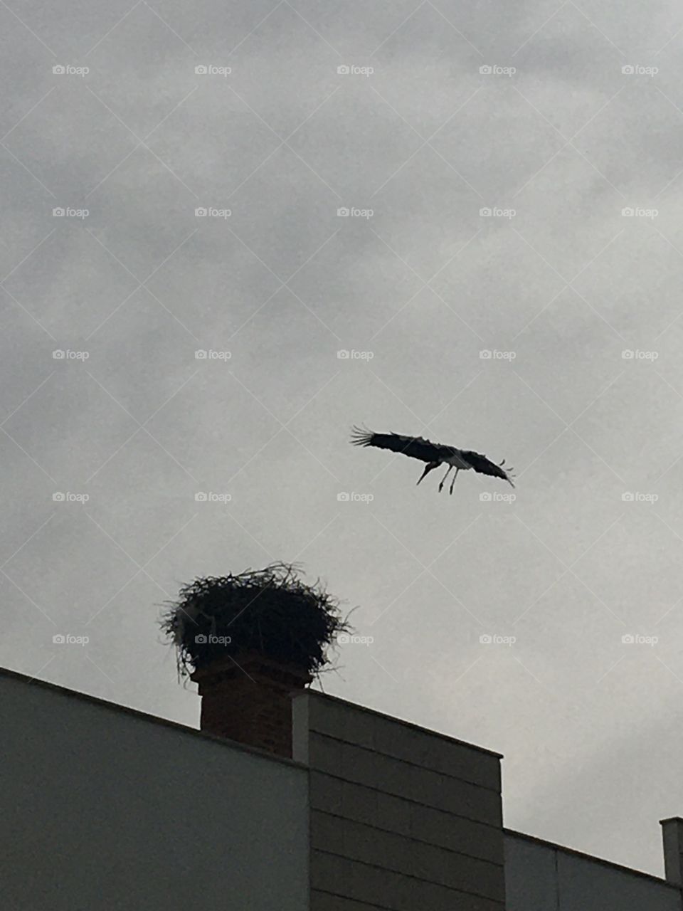 Stork flying to its nest