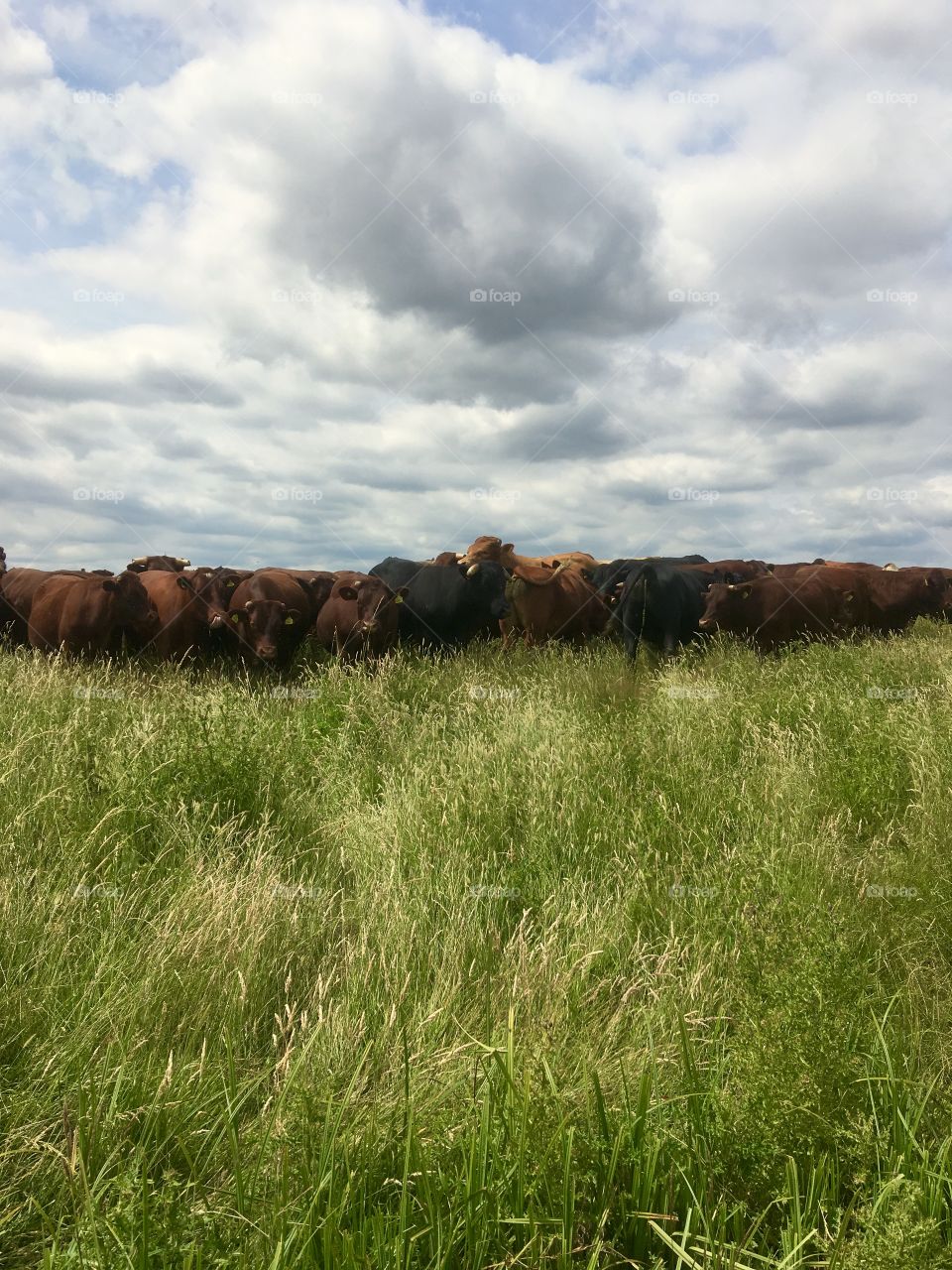 Cattle on Kent marshes 