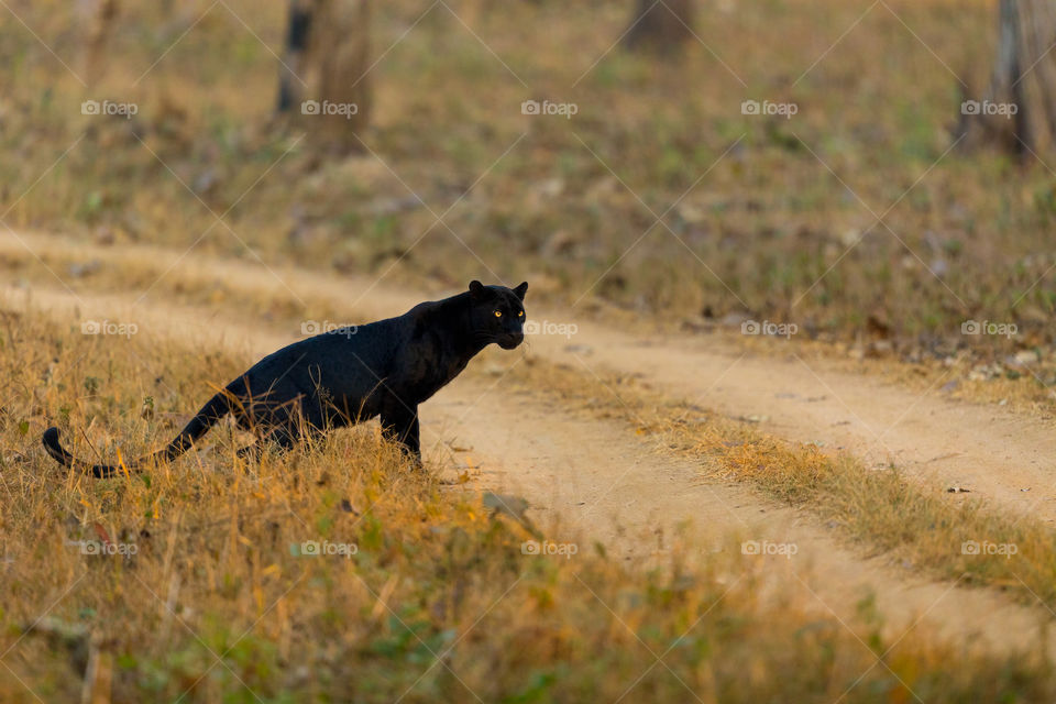 He who is the RULER of DARKNESS! 🖤
