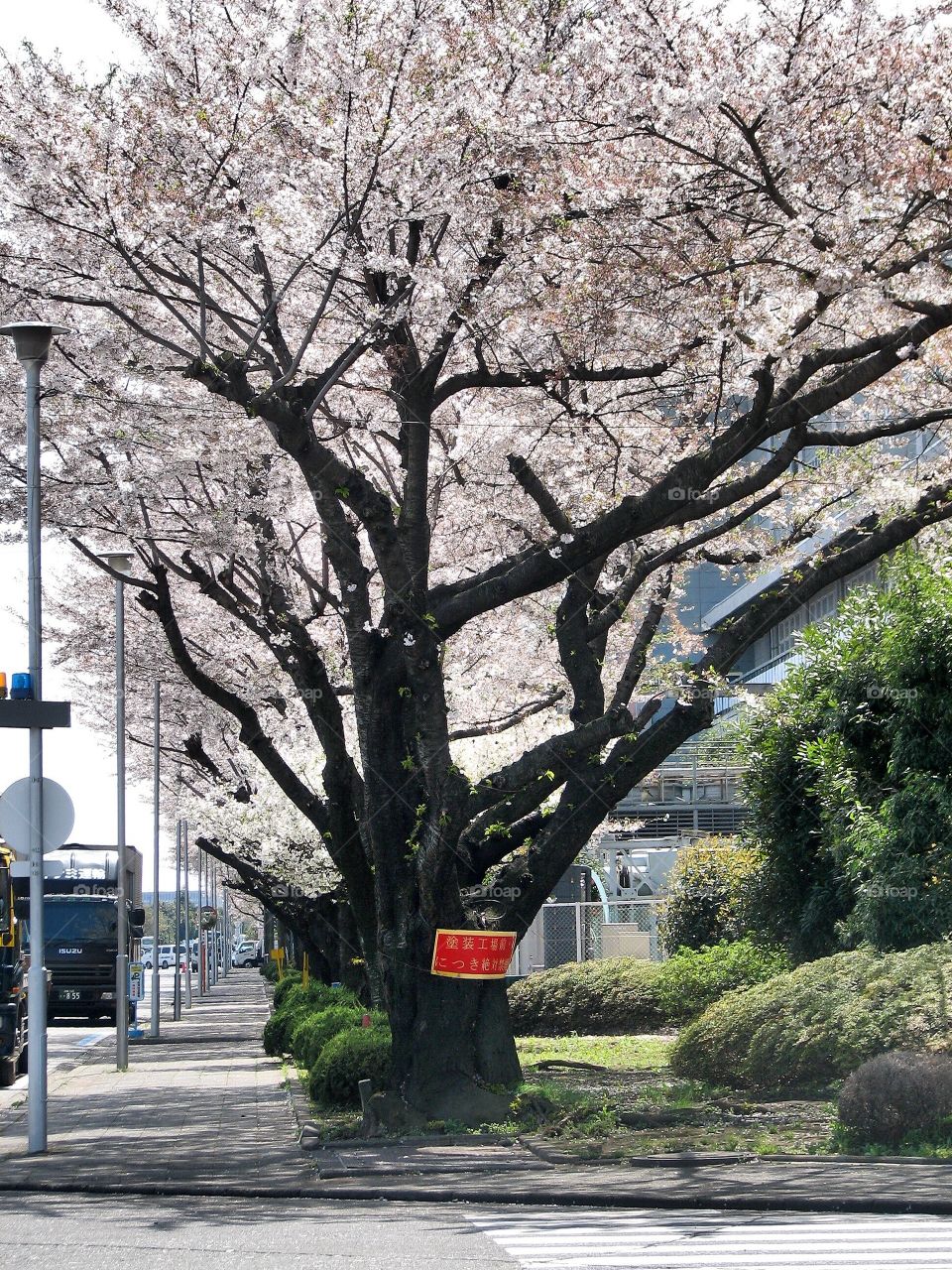 Sakura