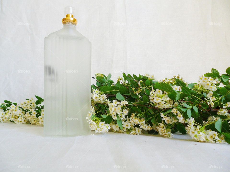 acacia flowers and toilet water