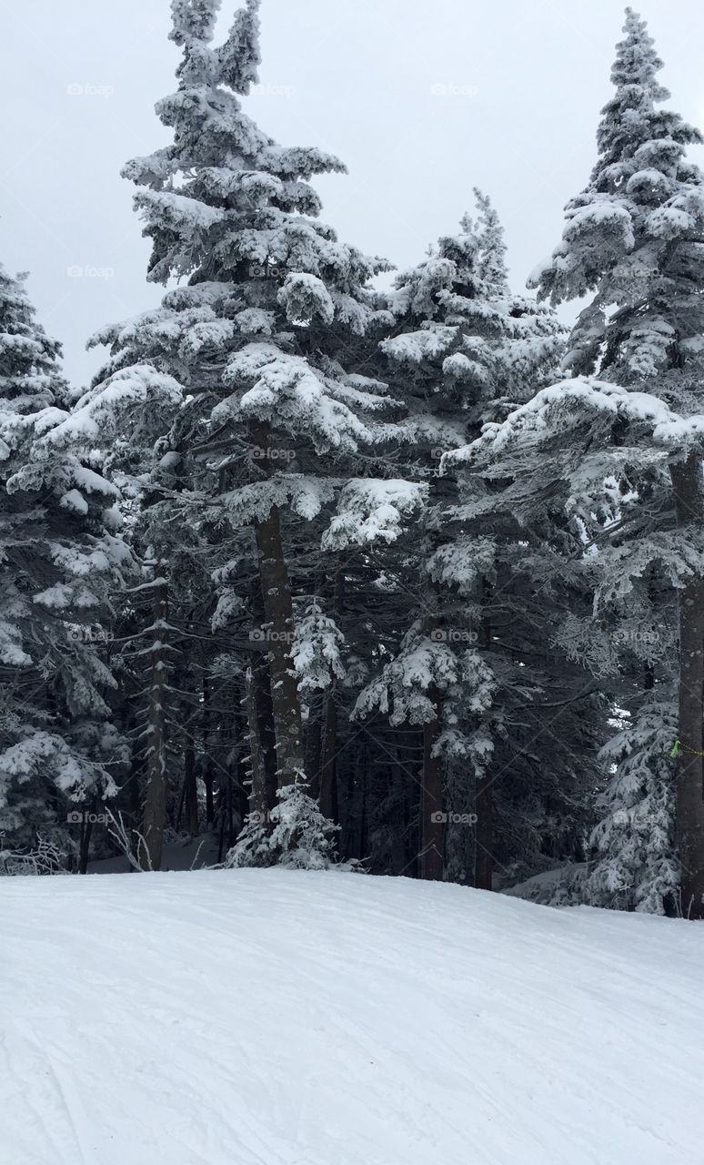 Snowcapped trees