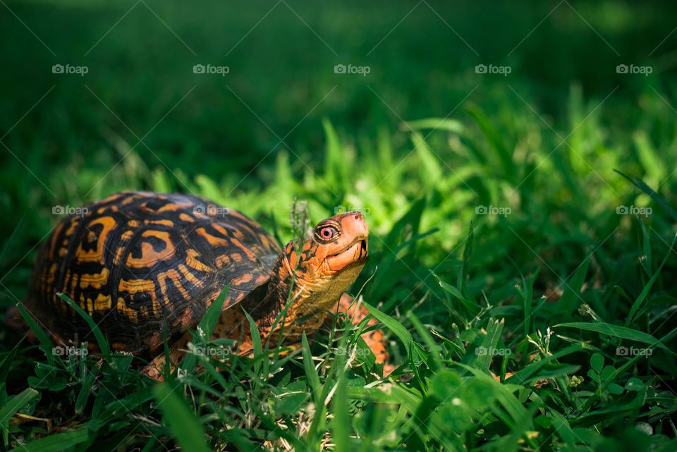 summer turtle