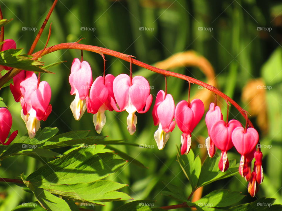 Close-up of bleeding heart flowers