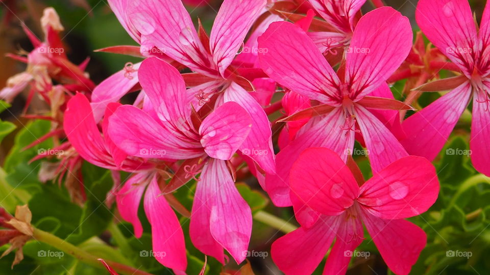 Raindrops on pink flowers