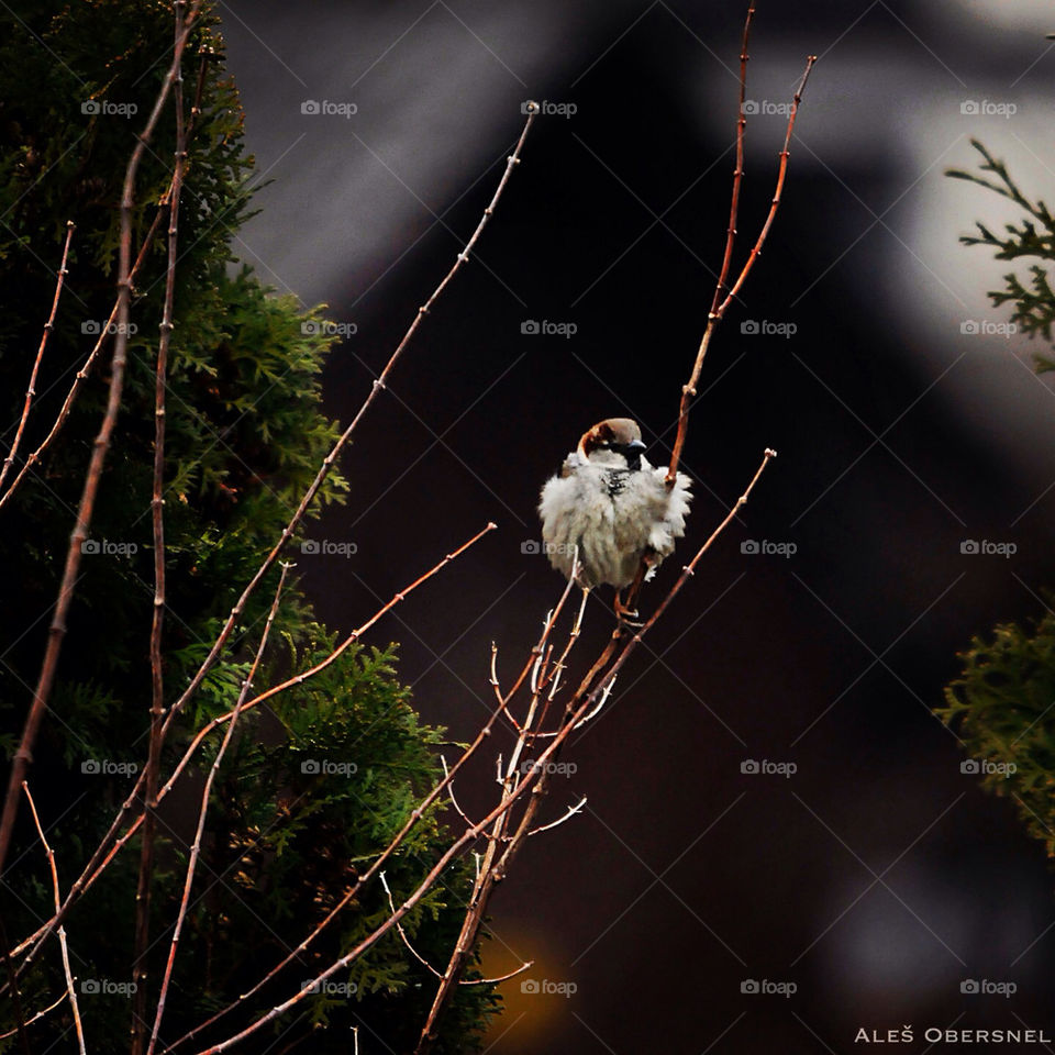 bird backyard sparrow medvode by selecshine