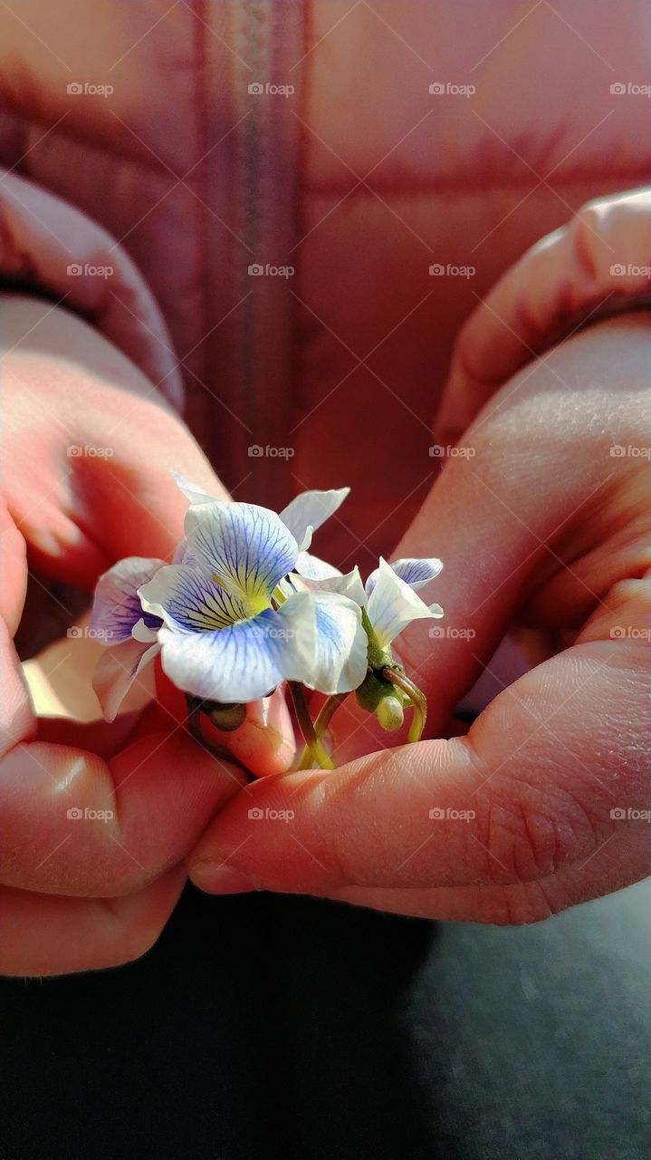 Spring flowers in child's hands