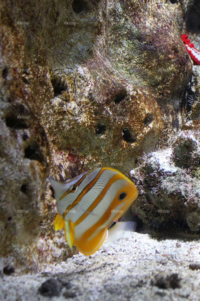 Fish in the aquarium 