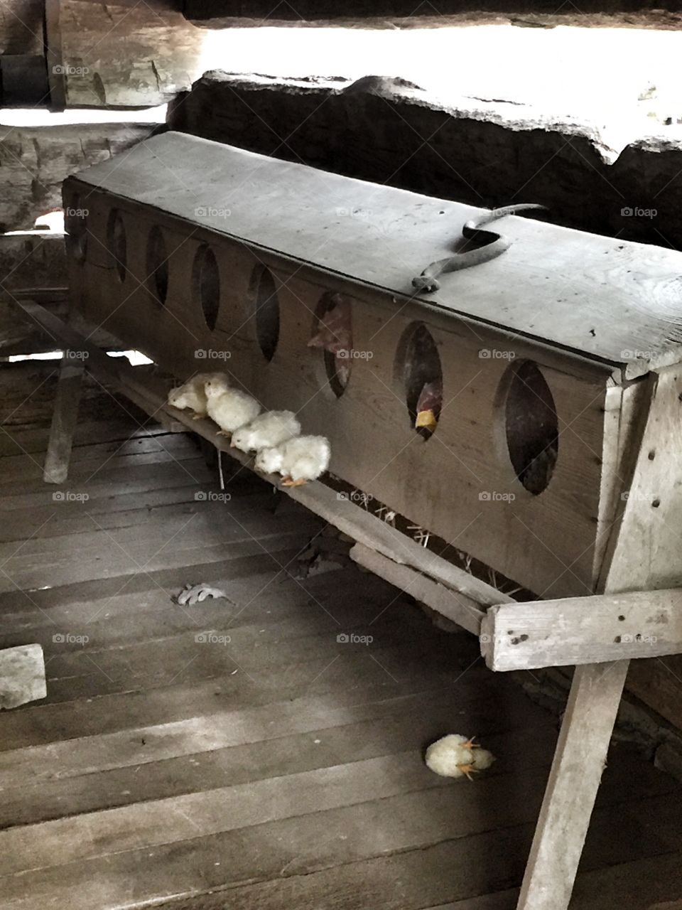 Hart square chicken coop 