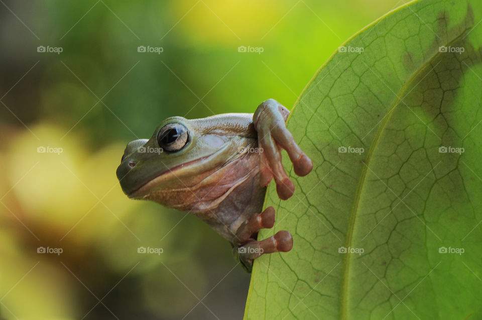 frog