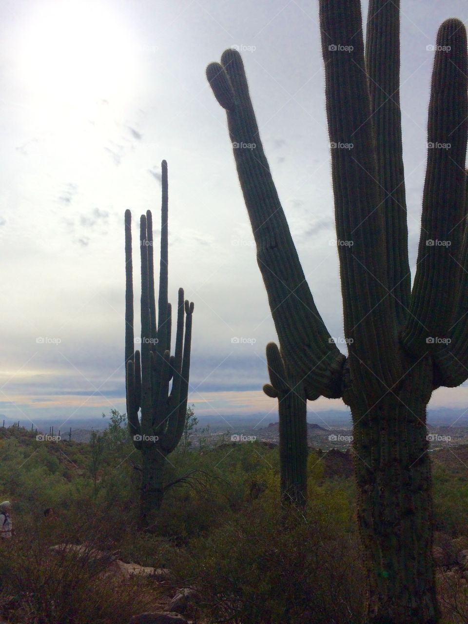 The Great Saguaro Cacti of Arizona 