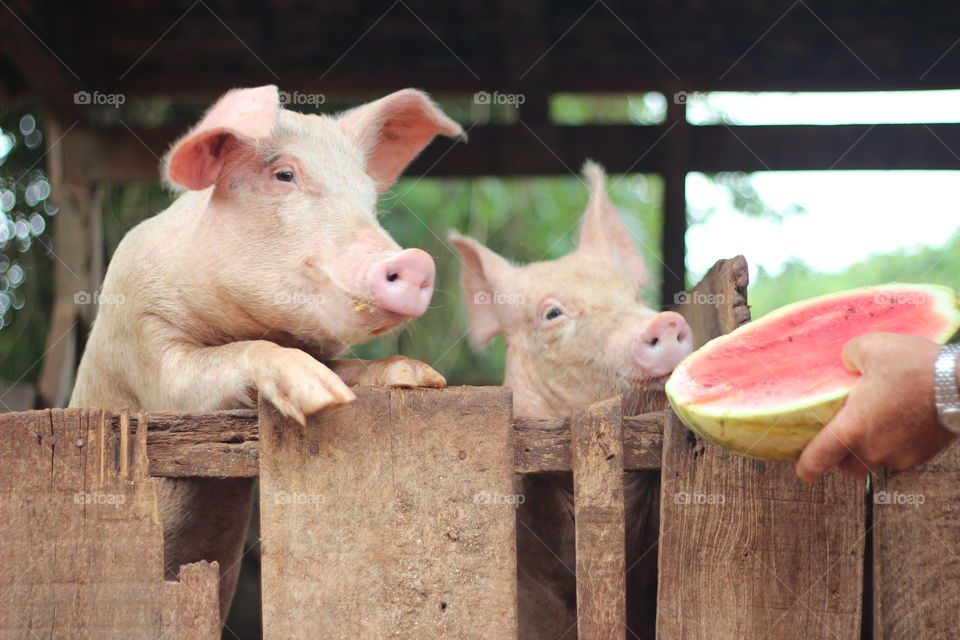 Pigs and watermelon