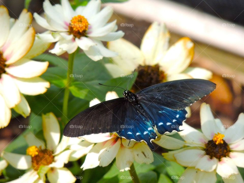 Blue butterfly