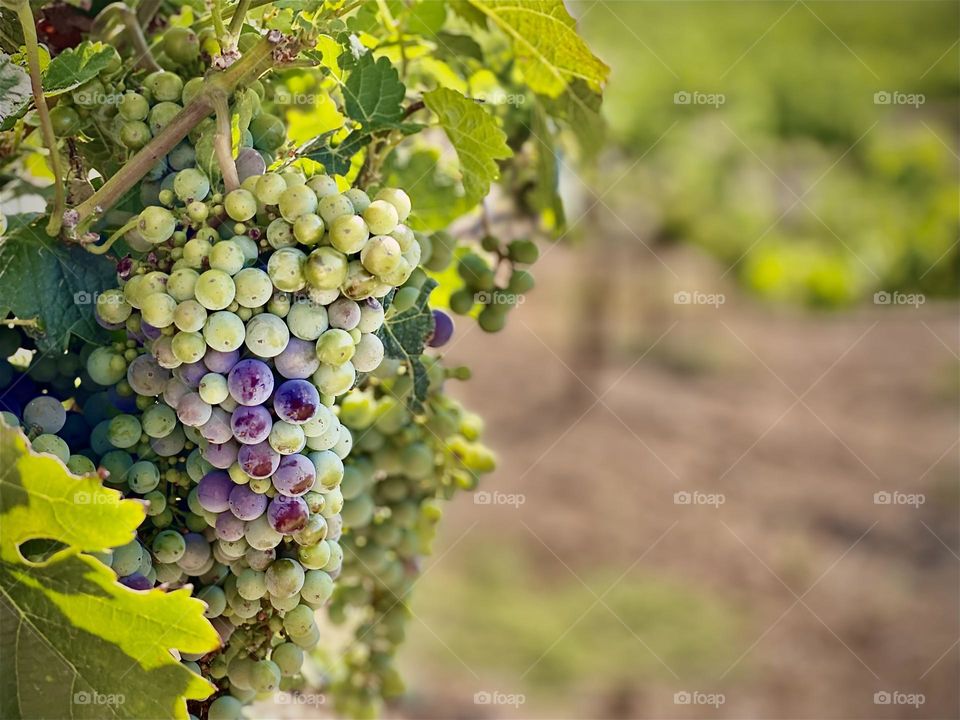 Grapes On the Vine; Beautiful Vinyards!