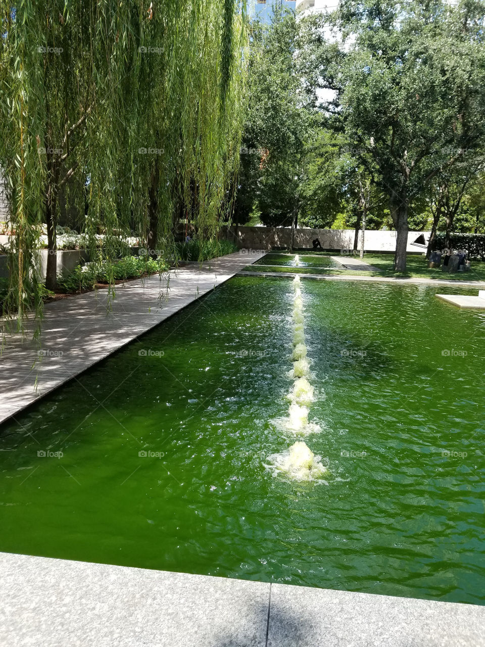 Tree, Nature, Park, Leaf, Water