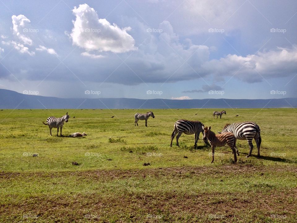 Zebra family bonding in Ngorogoro Crater