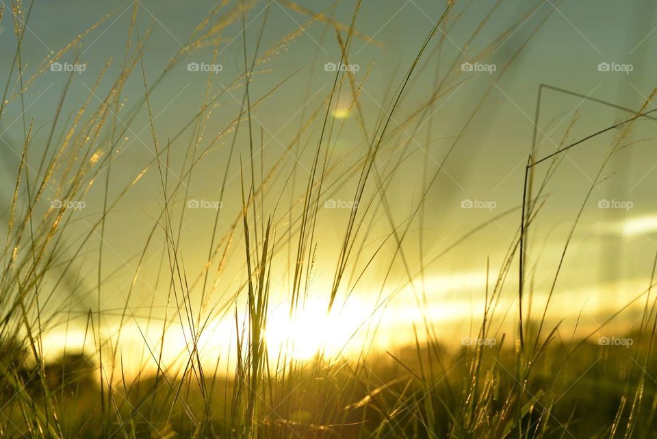 Sunset with grass 