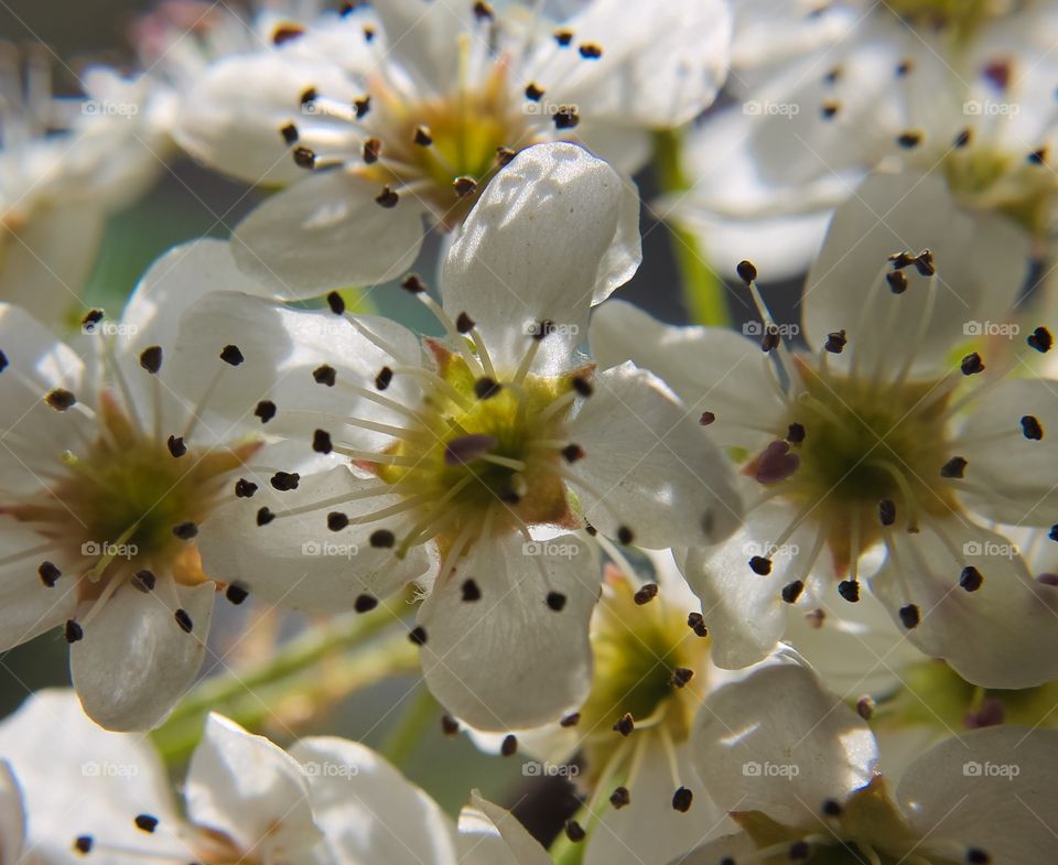 Flowering pear tree