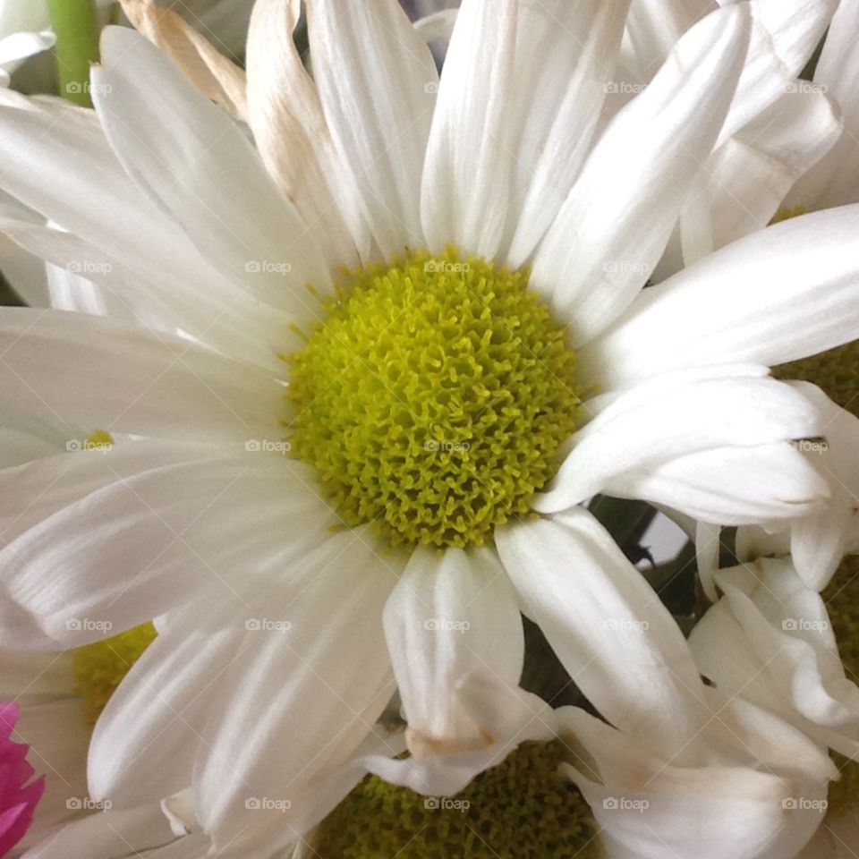 Beautiful white daisy.