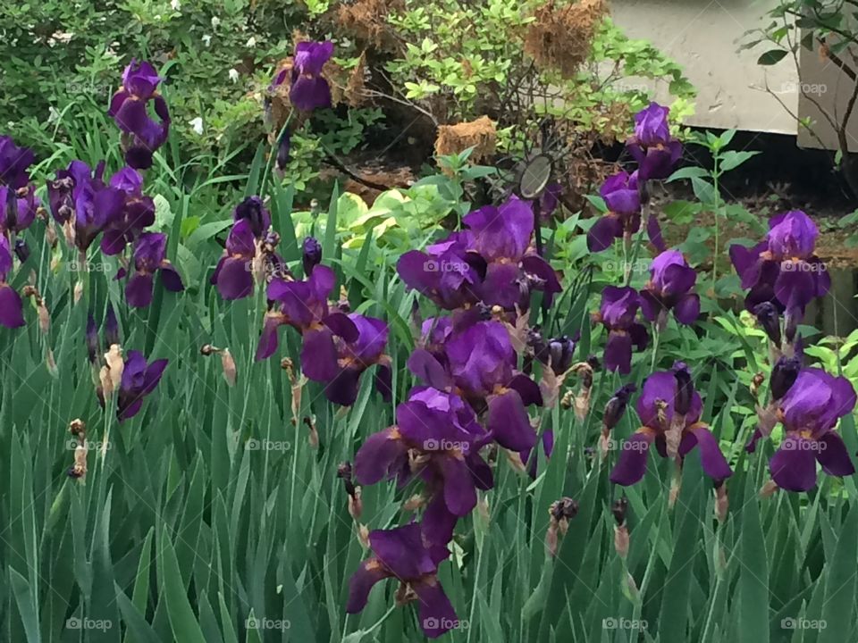 Purple Iris