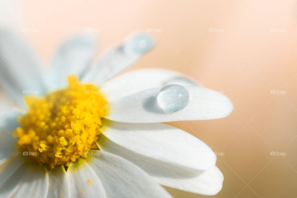 droplet on top of a flower