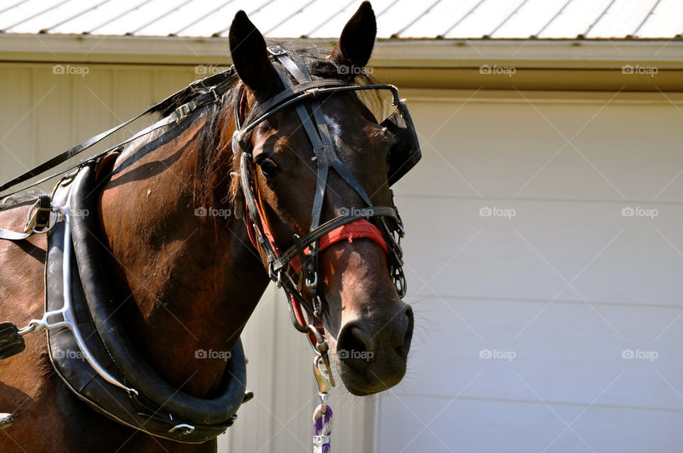 Horse with bridle