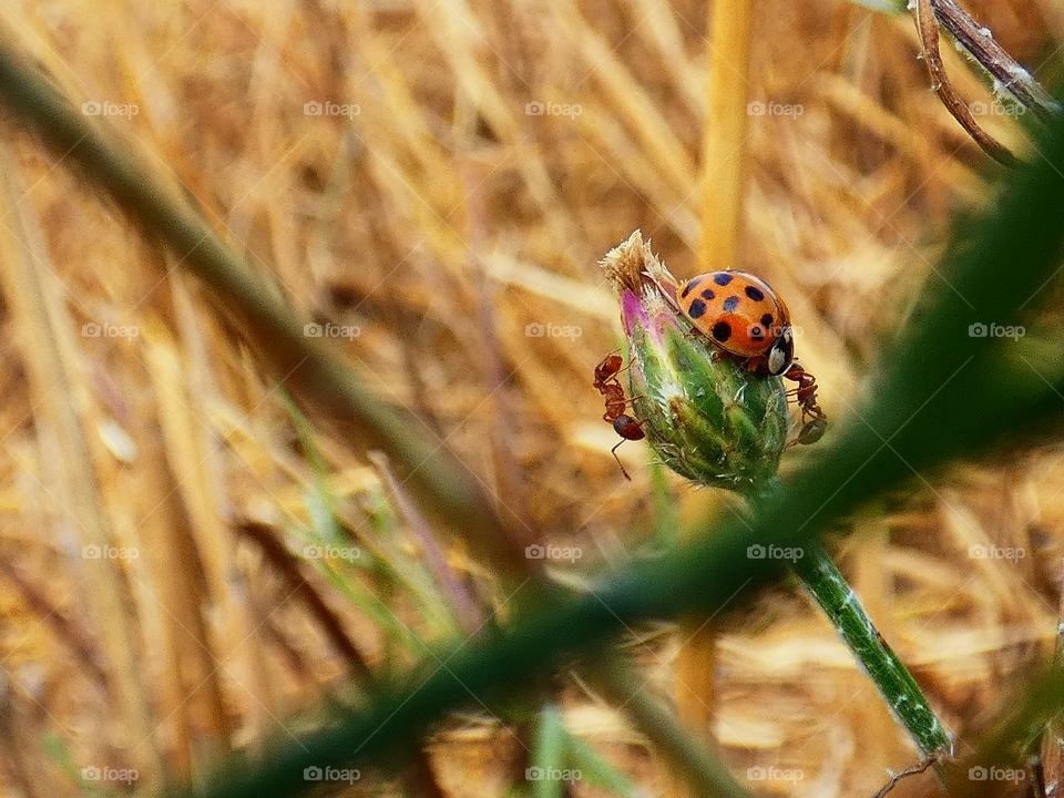 bug on a flower