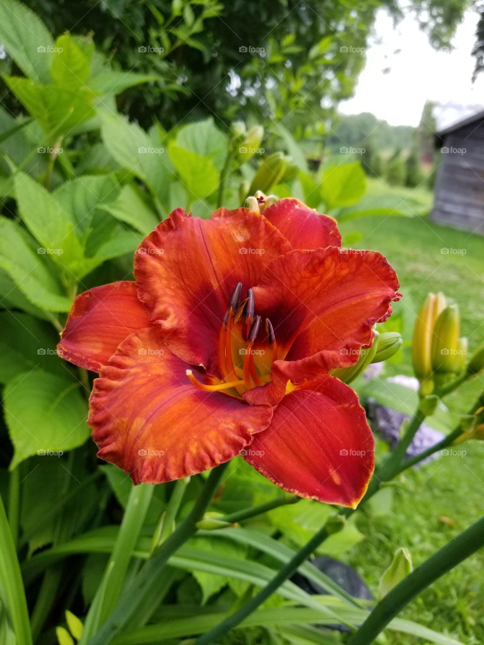 Nature, Garden, Flower, Summer, Flora