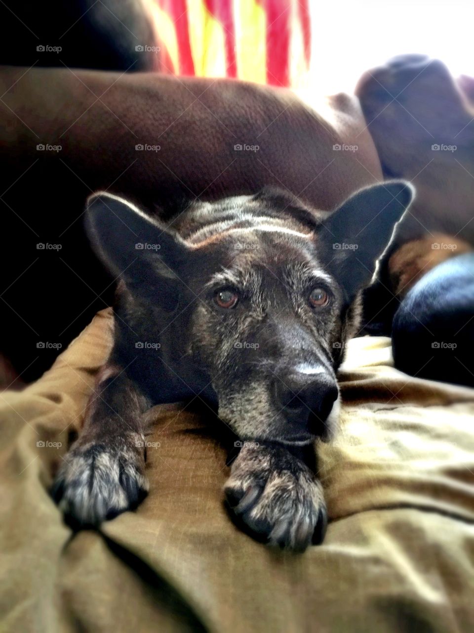 Senior German Shepard