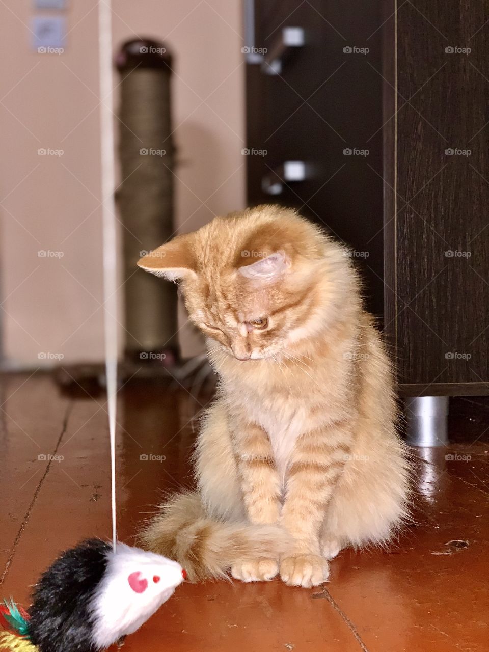 little tawny kitten playing with a toy mouse