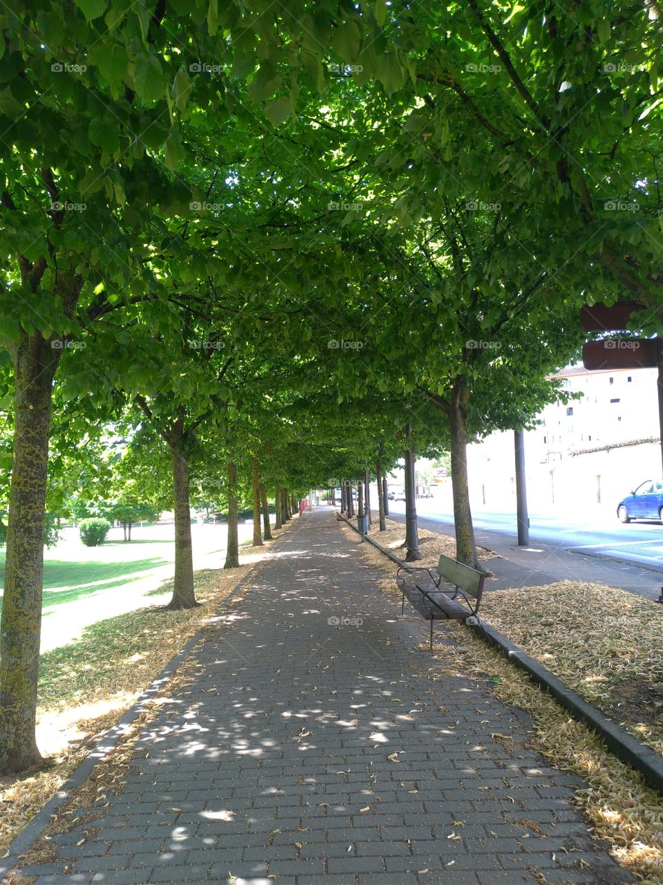 Paseo entre árboles