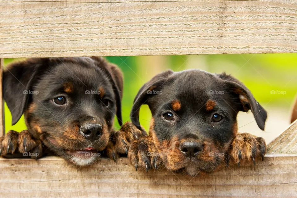 rotwiller PUPPIES