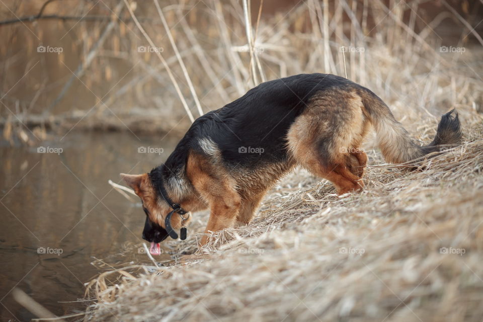 German shepherd 8-th months puppy in a spring forest near river