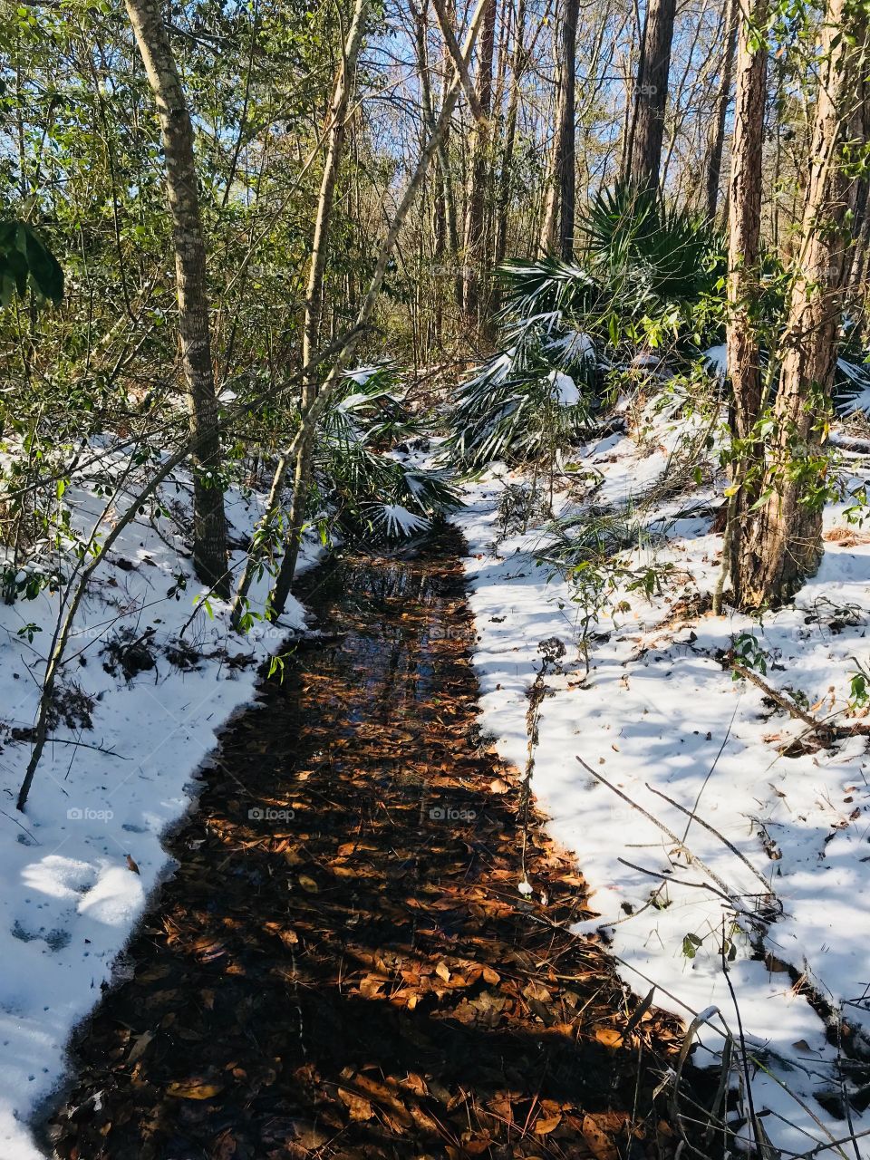 Our creek bed in the middle of the South Georgia winter 2018 snow. 