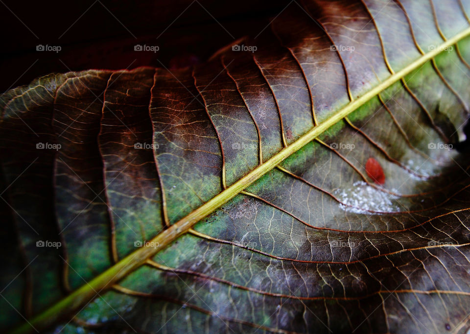 leaf