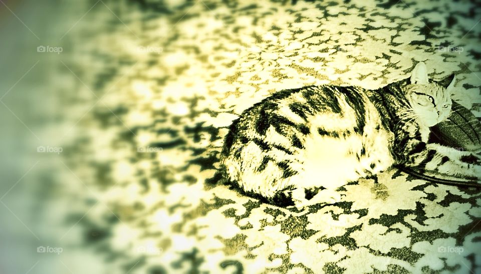 blender cat. kitty on the carpet