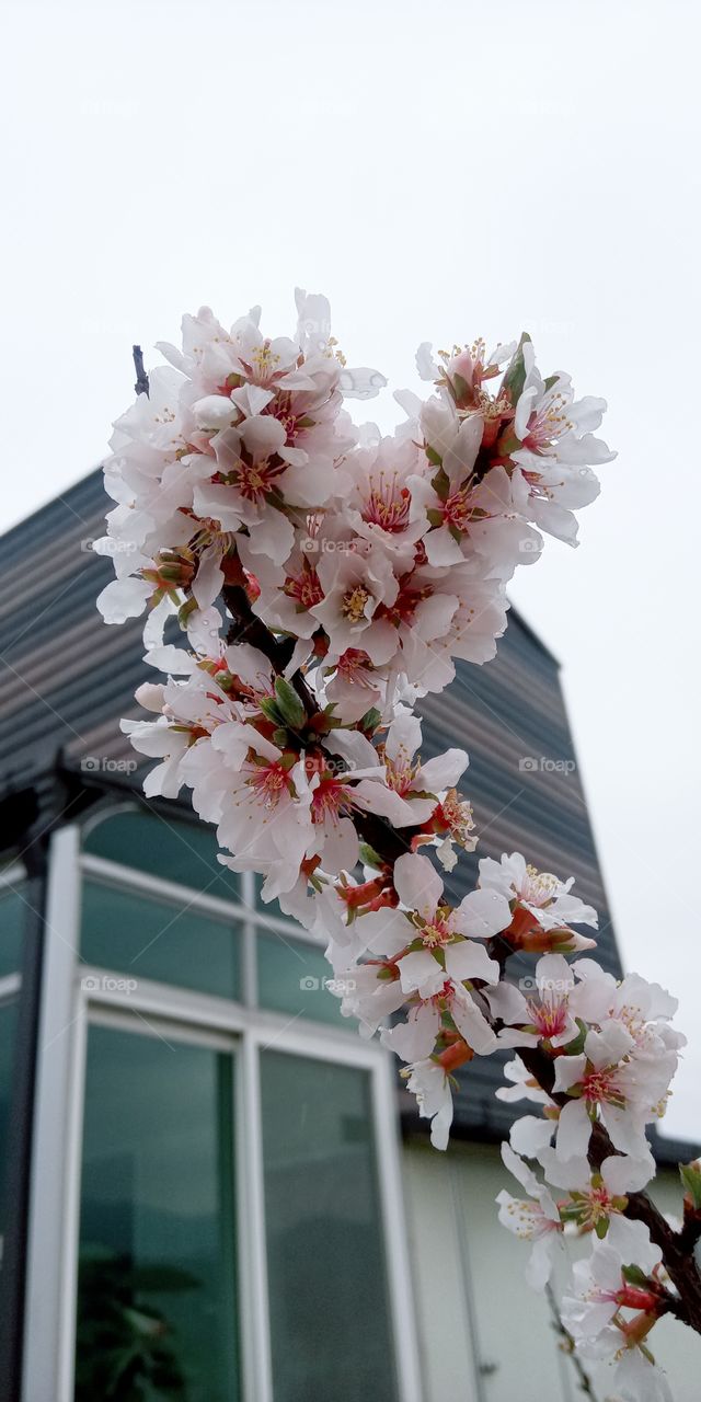 cherry flower blossom