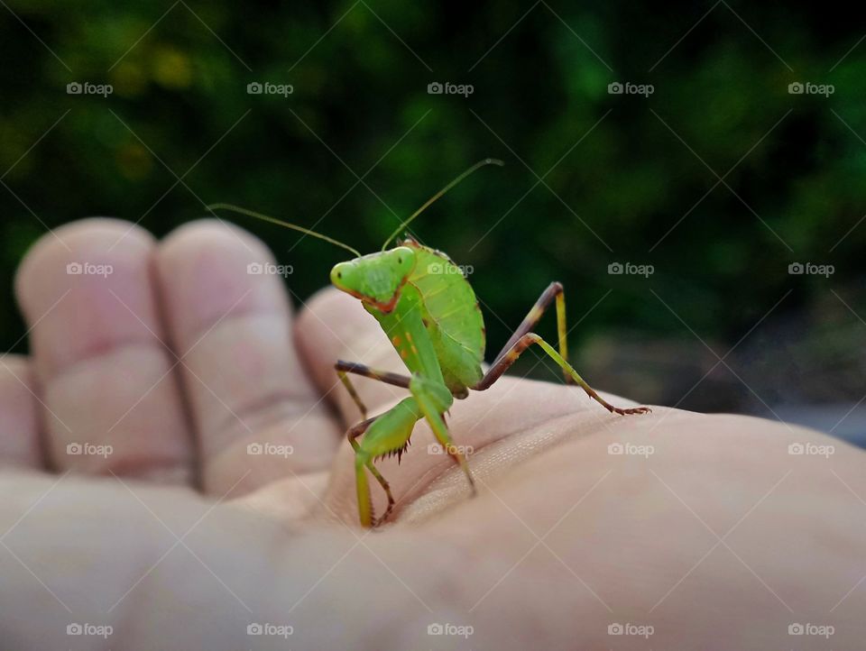 Good Morning
Mantis
Belalang Sembah