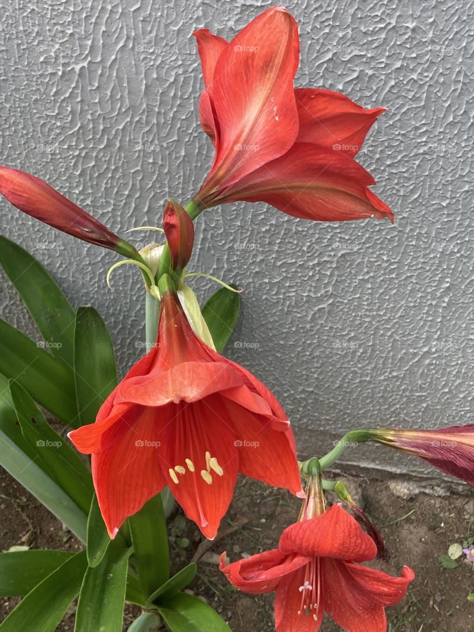 Flores grandes de lírio vermelho com hastes e folhas verdes compridas. Flores perto de um muro cinza.